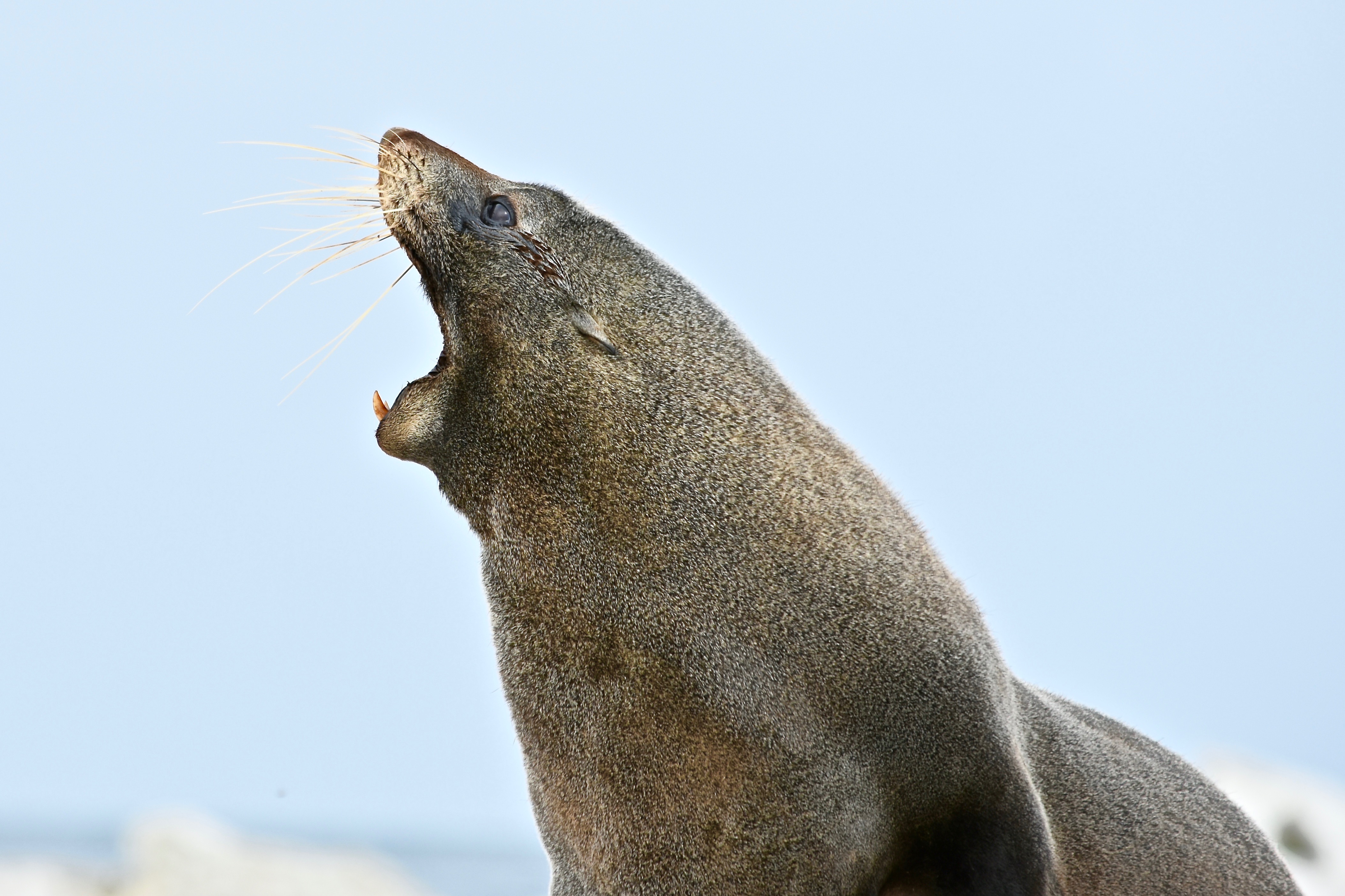 New Zealand Sea Lions | Shutterbug